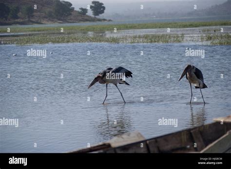 Goiter Storks Hi Res Stock Photography And Images Alamy