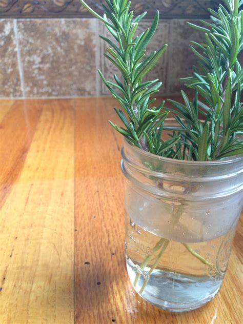 How To Propagate Rosemary In Water Mother Rising