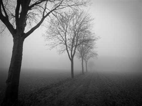 Trees Fog Field Free Photo On Pixabay Pixabay