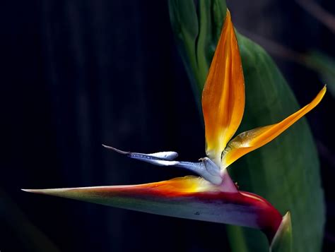 Bird Of Paradise Pentax User Photo Gallery