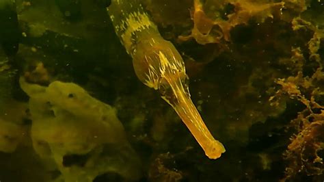 Syngnathus Acus Greater Pipefish Youtube