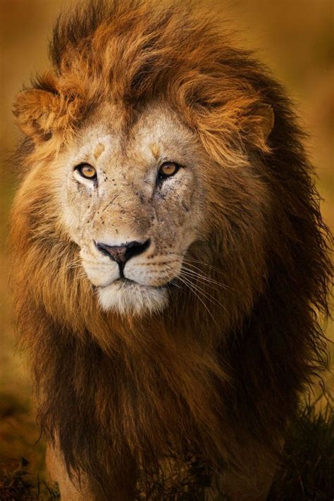 The Spectacular Beauty Of Lions Photographers Celebrate The Pride Of Nature Lion Photography