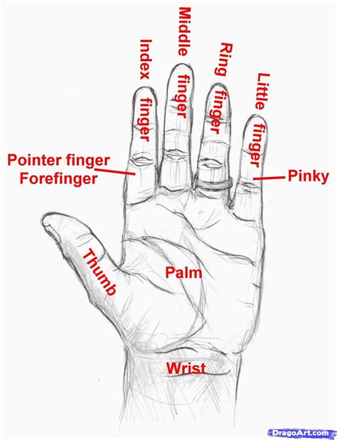 Fingers Names