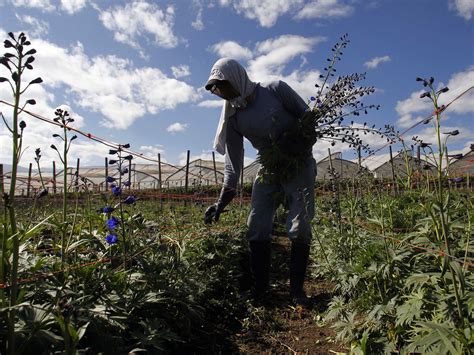 Ecuador's flower growers hurt by Snowden situation - CBS News