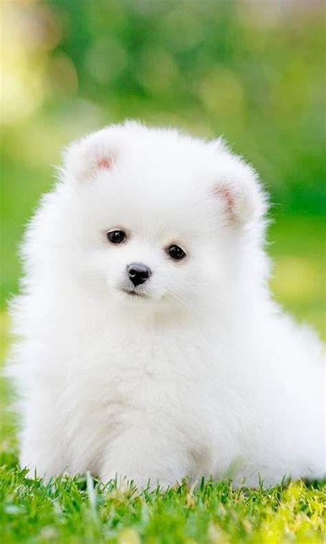 Cute Fluffy Puppy Live Hd Wallpaper For Android Apk Download