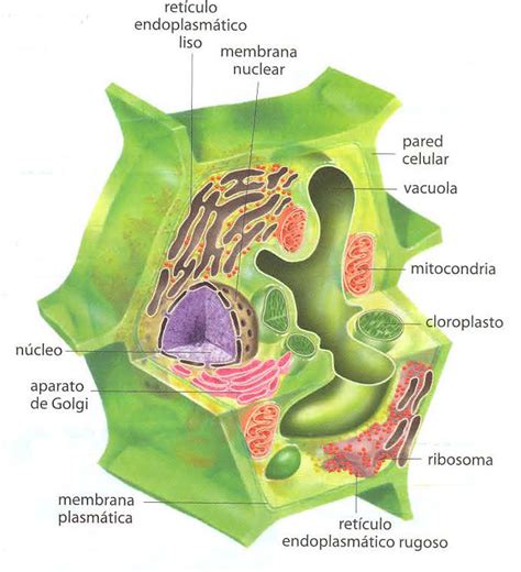 Membrana Plasmática Célula Vegetal