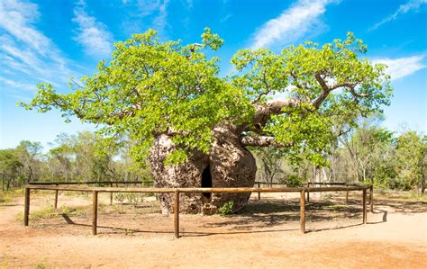 Australias Fattest Tree In The Kimberley — Kimberley Off Road
