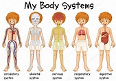 Body Systems Diagram For Kids