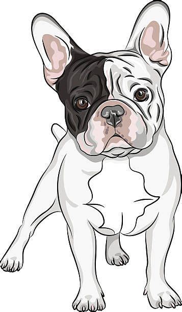 Resultado De Imagen De Como Dibujar Un Bulldog Frances French Bulldog