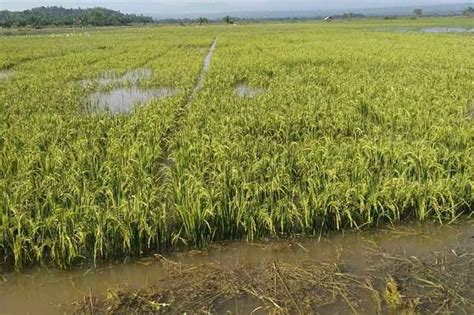 Ratusan Hektare Sawah Di Ntb Terendam Banjir