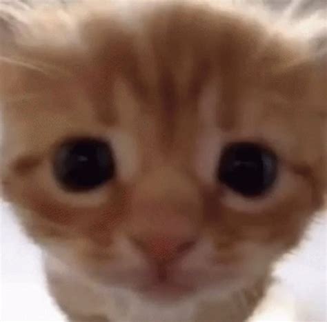 Cute Small Orange Cat Staring At Camera
