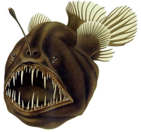 深海里其貌不扬的鮟鱇鱼，堪称“黏人情侣”的典范！ 知乎