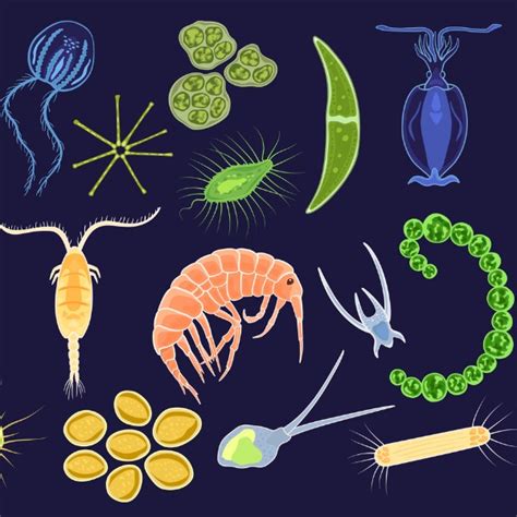 Marine Microbiology Meet The Microbes Of The Sea Lets Talk Science