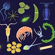 Marine Microbiology: Meet the Microbes of the Sea! | Let's Talk Science