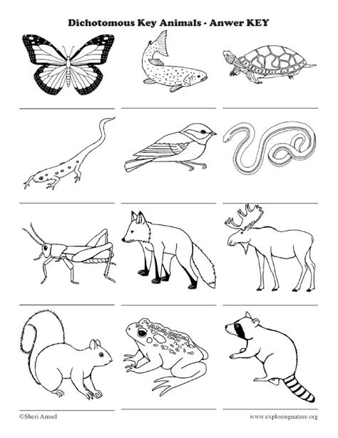 Certainly, coloring pages with such animals as cats and kittens will raise a smile upon the face of any person. Dichotomous Key - Introduction Activity (Classification ...