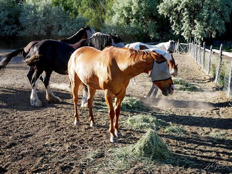 Horse Feeding Photograph By Zach Johanson Fine Art America