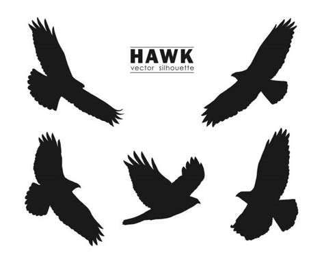 Hawk Illustrations Royalty Free Vector Graphics And Clip Art Istock