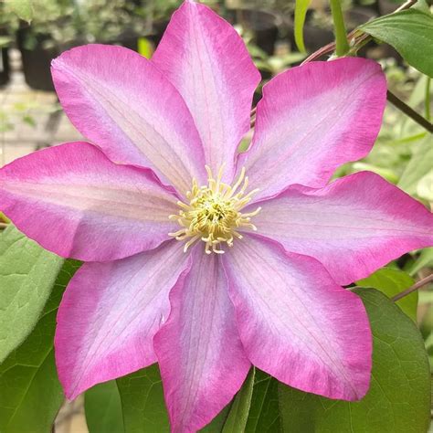 Clematis Pink Champagne Brushwood Nursery Clematis Specialists