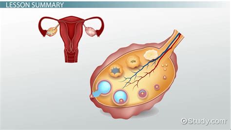 Ovaries Anatomy