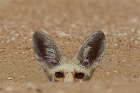 Curious Arabian Red Fox Focusing On Wildlife