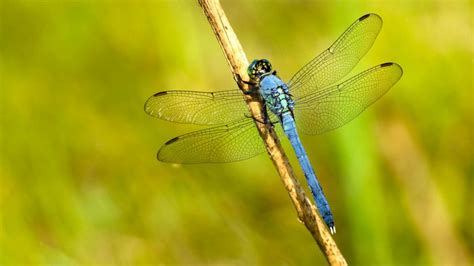 Swarms Of Dragonflies Across 3 States Are So Large Theyre