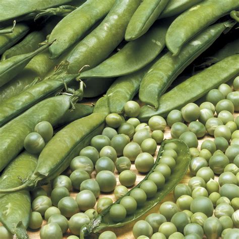 Lincoln Pea Seeds Peas Seeds Fall Crops
