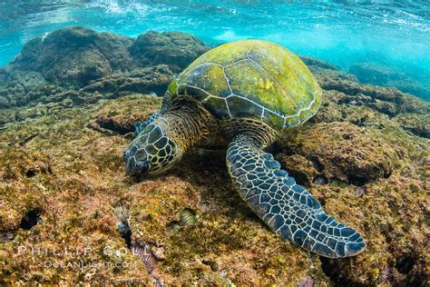 Green Sea Turtle Foraging For Algae On Coral Reef Chelonia Mydas Photo