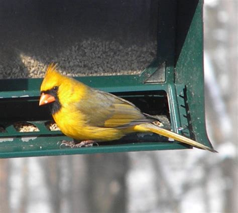 Ohio Birds And Biodiversity The Yellow Cardinal Lives On