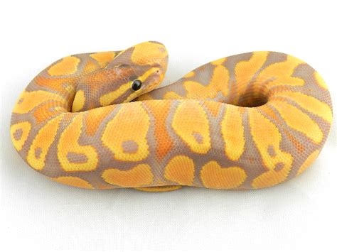 Super Orange Dream Yellow Belly Banana Morph List World Of Ball Pythons