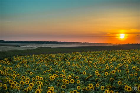Here are some more high quality images from istock. Sunflowers at Sunset Background - High-quality Free ...