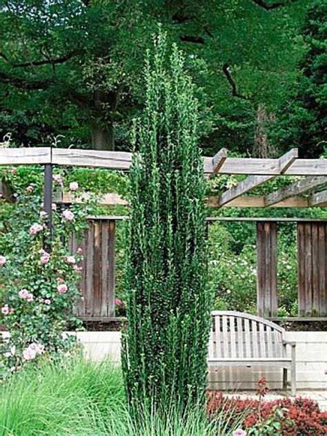 Ilex Crenata Fastigiata Fleur