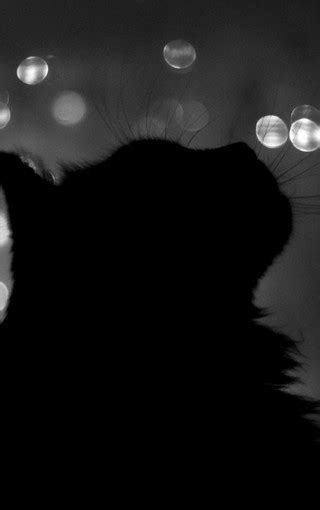 黑色猫咪可爱高清手机壁纸图片 第12页 高清背景图 Zol手机壁纸