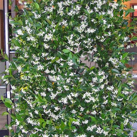 Chinese Star Jasmine Trachelospermum Jasminoides Harewood Ltd