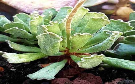 The Ultimate Care Guide For Adromischus Cristatus Crinkled Leaf Plant