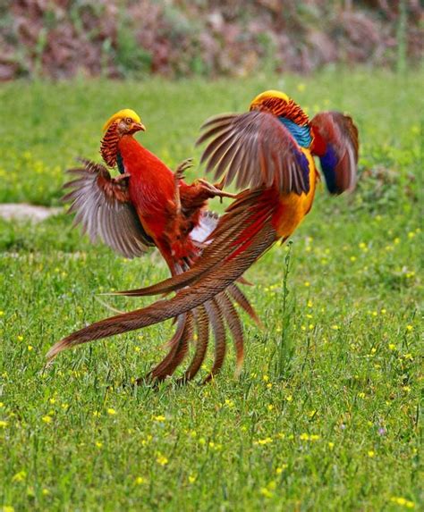 Golden Pheasant Beautiful Birds Pet Birds Rare Birds
