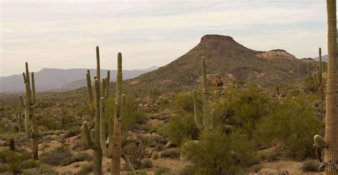 Scottsdale Half Day Sonoran Desert Hiking Tour Getyourguide