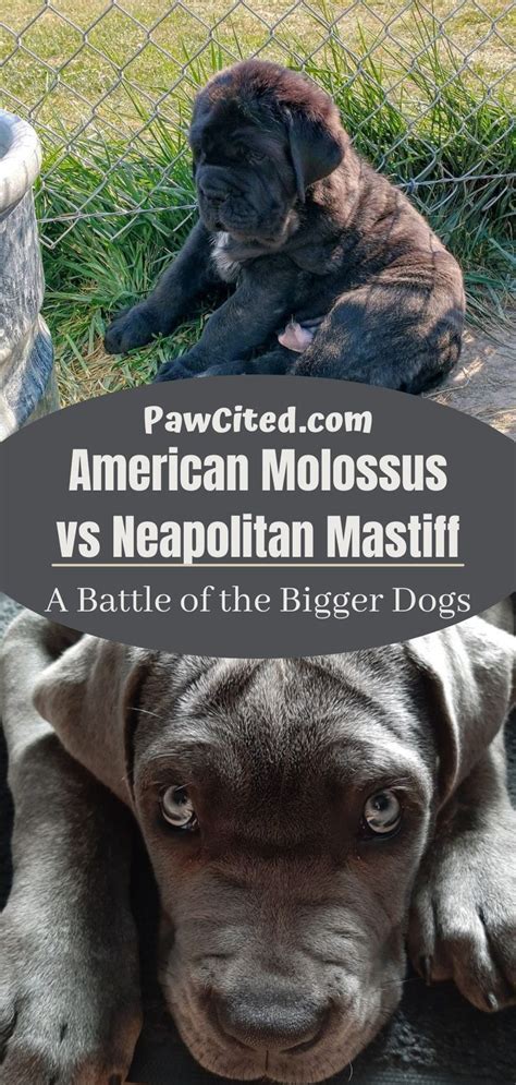 American Molossus Vs Neapolitan Mastiff A Battle Of The Bigger Dogs