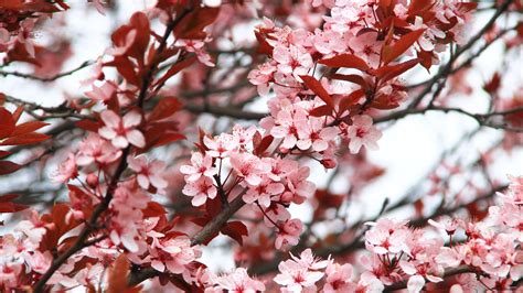 Spring Blossoms Flowers Wallpapers Wallpaper Cave