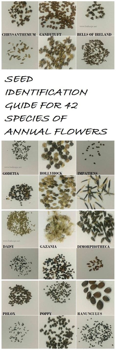 Wildflower Seed Identification