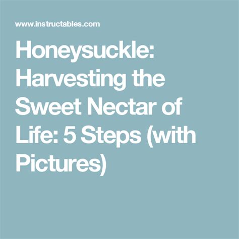Honeysuckle Harvesting The Sweet Nectar Of Life