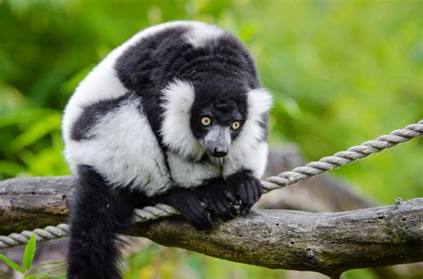 Free Images Wildlife Zoo Mammal Fauna Primate Gibbon Vertebrate