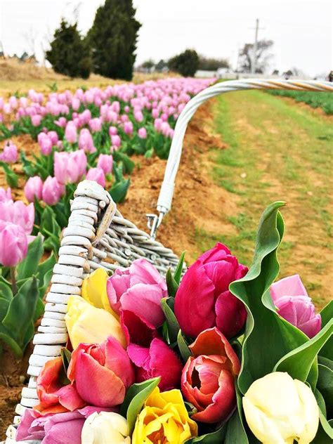 Tip Toe And Pick Your Own Tulips ️ Tulips Photography Tulips Bloom