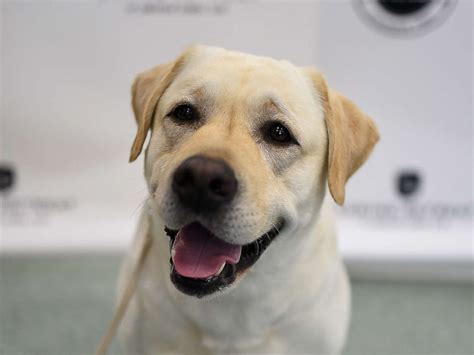 Labrador Retrievers Wag Their Tails As Most Popular Dog