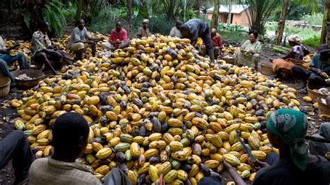 Ghanas Cocoa Production Rebounds Strongly Africa Briefing