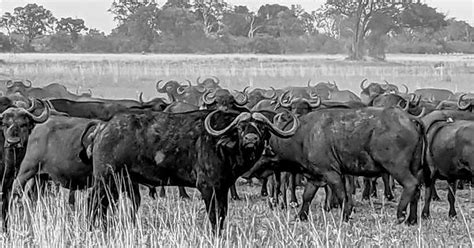 Cape Buffalo Northern Botswana Imgur