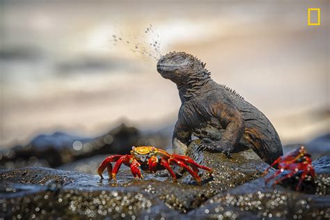 In Pics National Geographic Launches Nature Photographer Of The Year