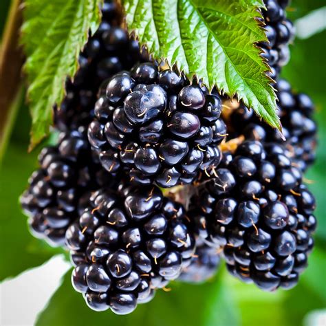 Ouachita Thornless Blackberry Bushes For Sale The Tree Center