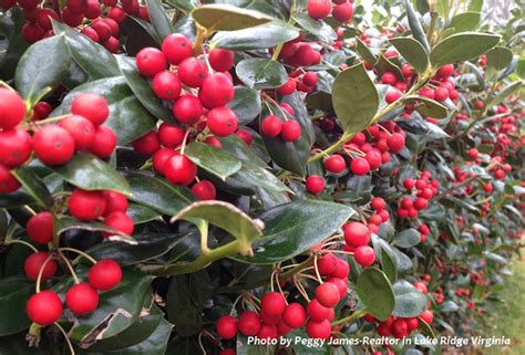 Holly Berries Are In Full Bloom This Year So What Does That Mean