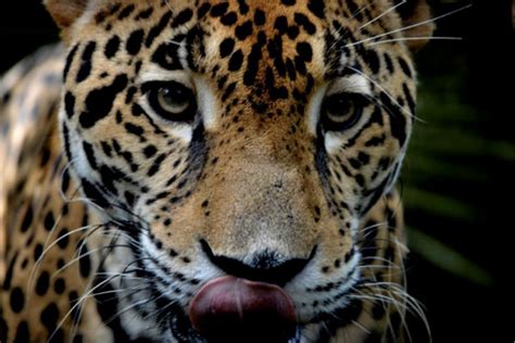 Capturing The Wild Jaguars In Belize