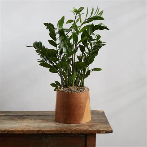 Zz Plant In Teak Wood Pot Best Office Desk Plants Popsugar Home Uk